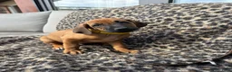 Rhodesian Ridgeback honden te koop: Rhodesian ridgeback pups - Advertentie 10