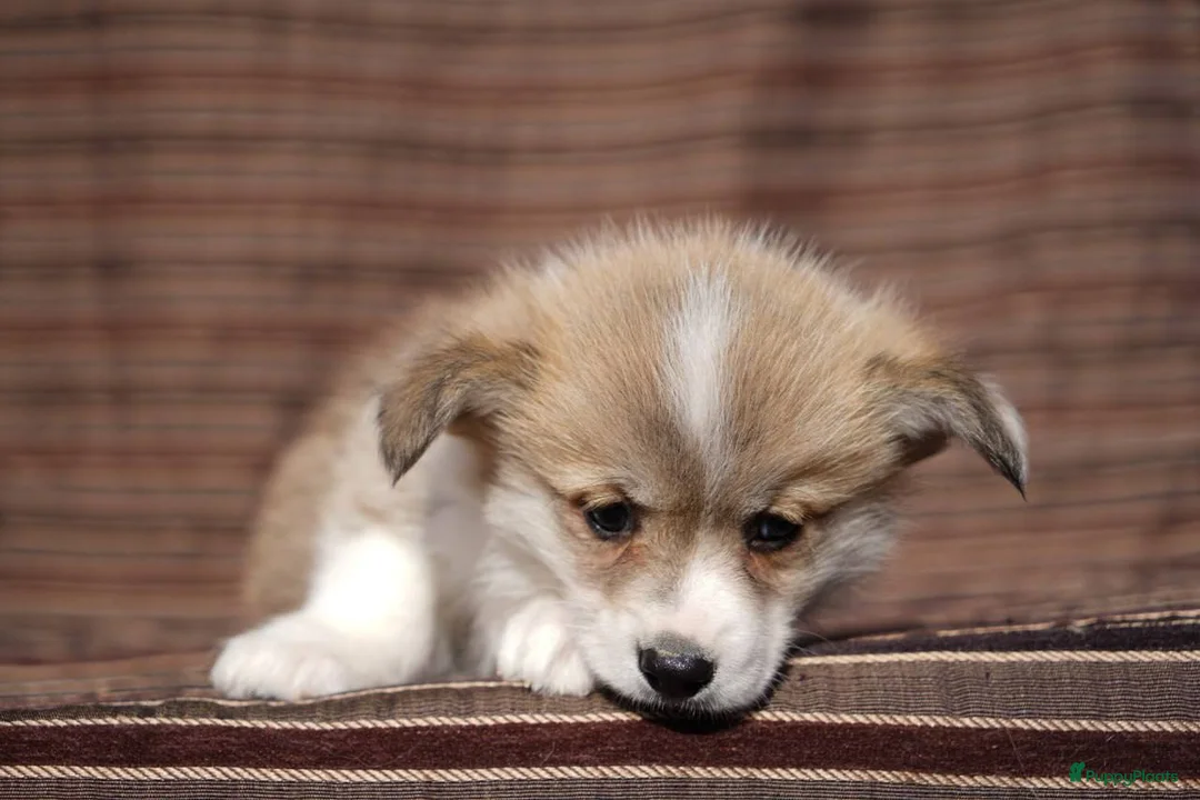 Welsh Corgi Pembroke honden te koop: Welsh Corgi Pembroke in Zwaag - Advertentie 2