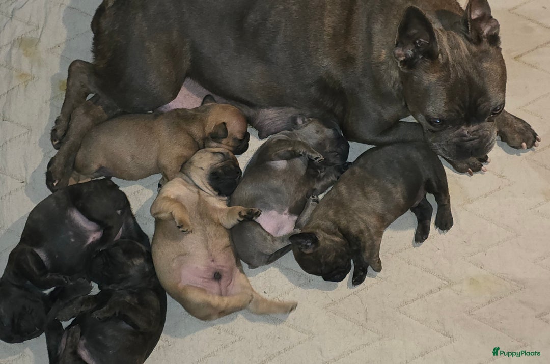 Franse Bulldog honden te koop: Franse Bulldog pups - Advertentie 38