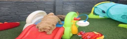 Kruising honden te koop: Prachtig mini Australian labradoodle pupjes - Advertentie 22