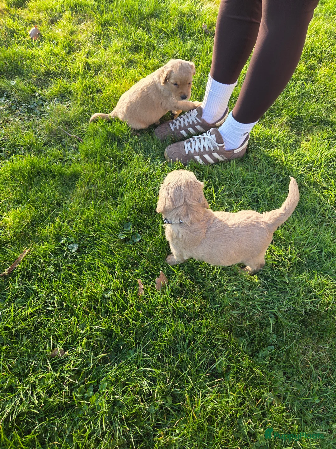 Kruising honden te koop: Labradoodle x Goldendoodle pups - Advertentie 31