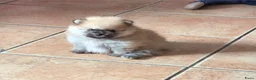 Pomeriaan honden te koop: Pomeranian pup teefje - Advertentie 3