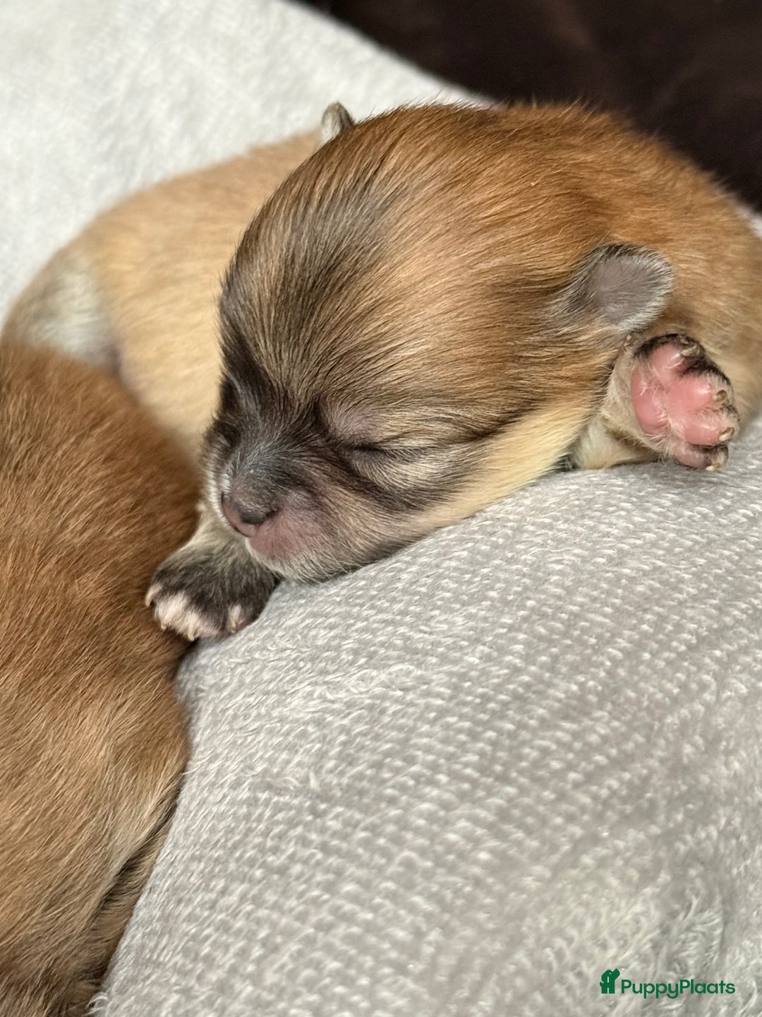 Pomeriaan honden te koop: Raszuivere Pomeranian / pomeriaan pups 🐾 - Advertentie 4