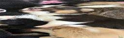 Welsh Corgi Cardigan honden te koop: Prachtige Welsh Corgi reu te koop - Advertentie 6