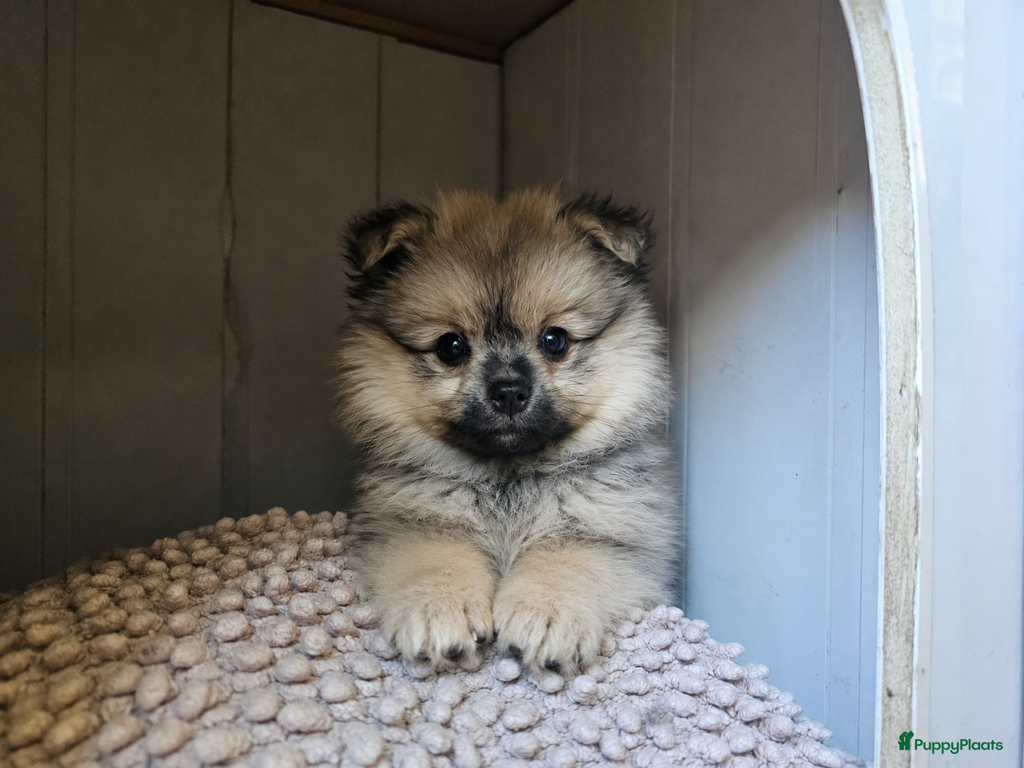 Kruising honden Poshi Pomeriaan x Sheltie (Shetland sheepdog) - Advertentie 3