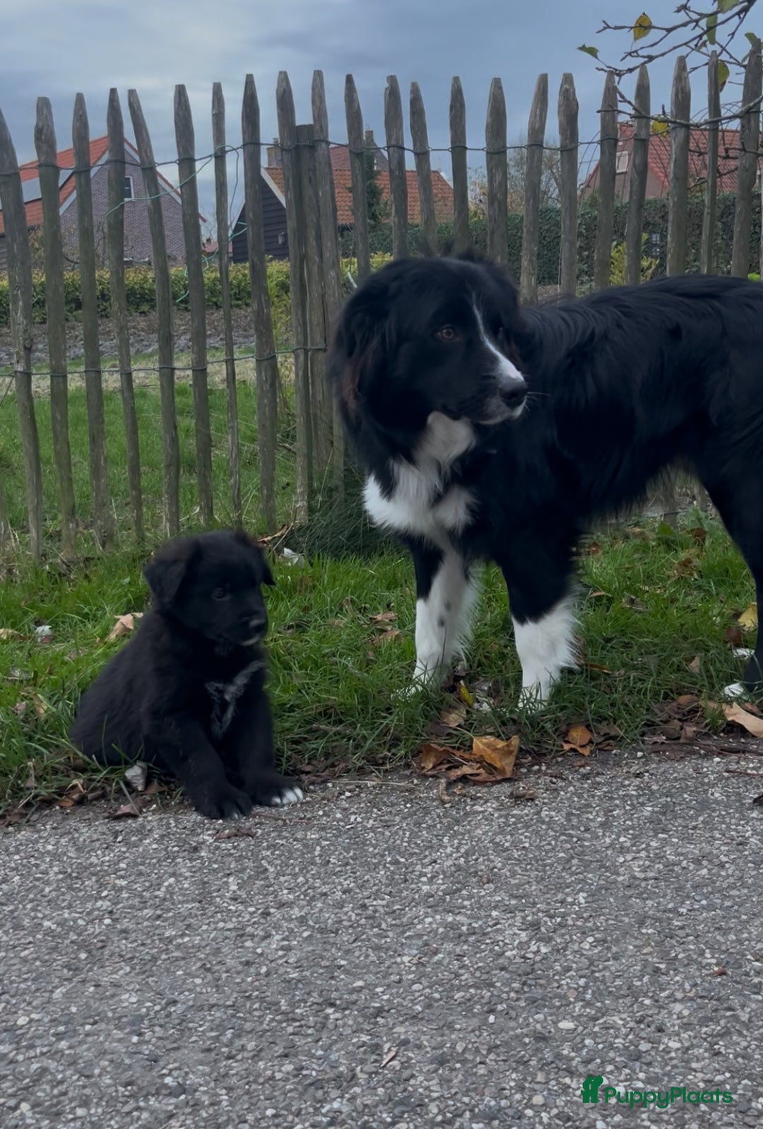 Kruising honden te koop: Lieve duitse herder x border collie pups - Advertentie 24