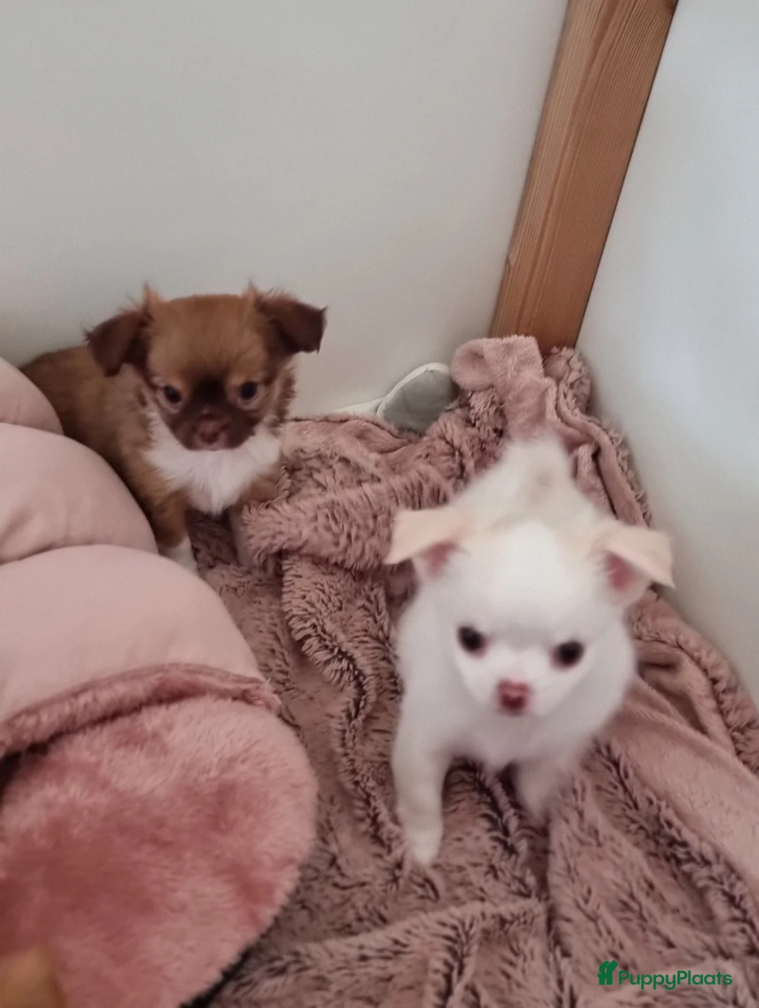 Chihuahua honden te koop: 2 prachtige langharige chihuahua pups beschikbaar - Advertentie 8