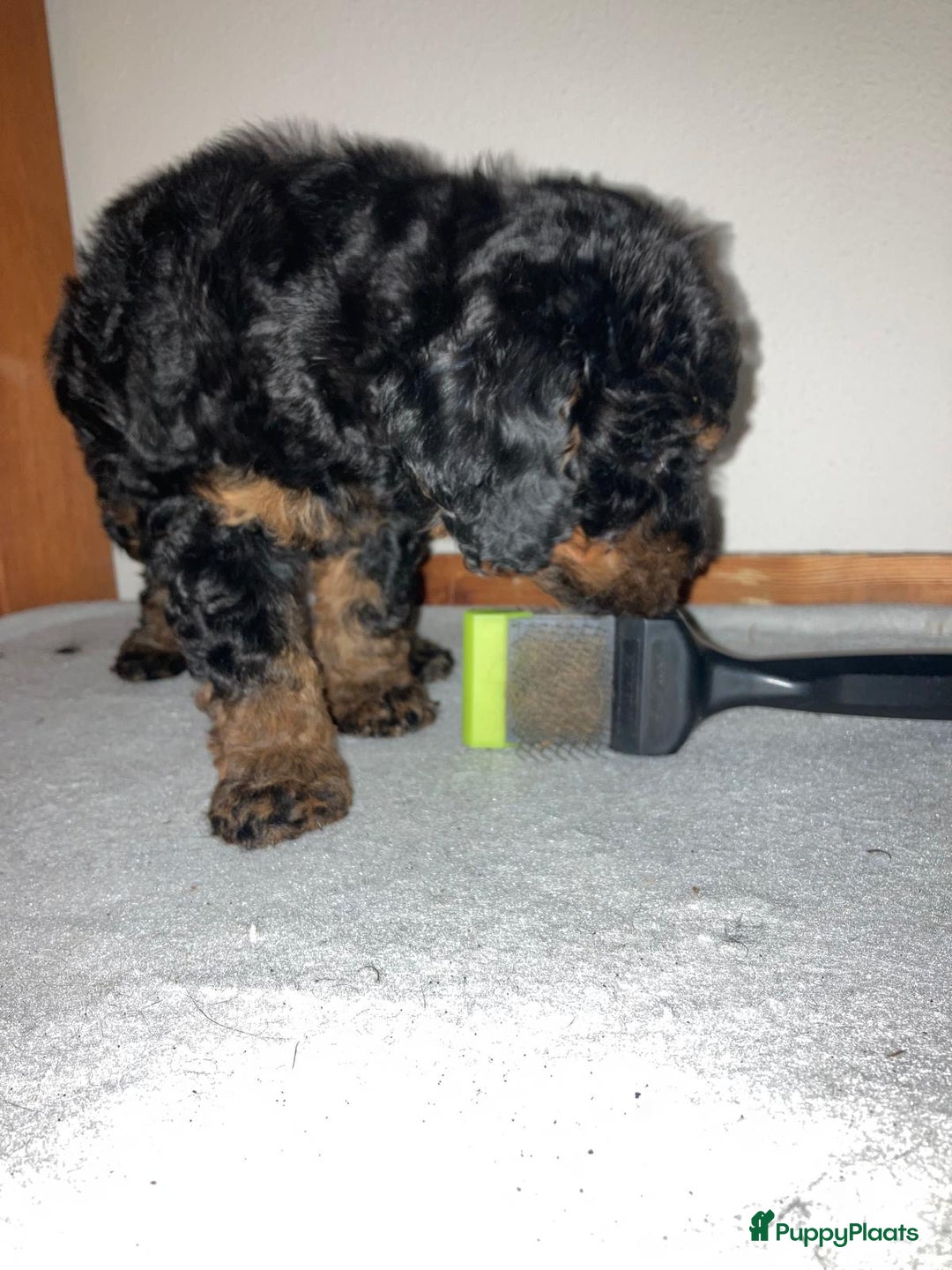 Goldendoodle honden te koop: Lieve sociale Goldendoodle pups, middelmaat - Advertentie 4