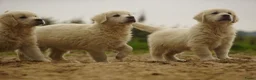Golden Retriever honden te koop: Golden Retriever Pups met Stamboom. - Advertentie 11