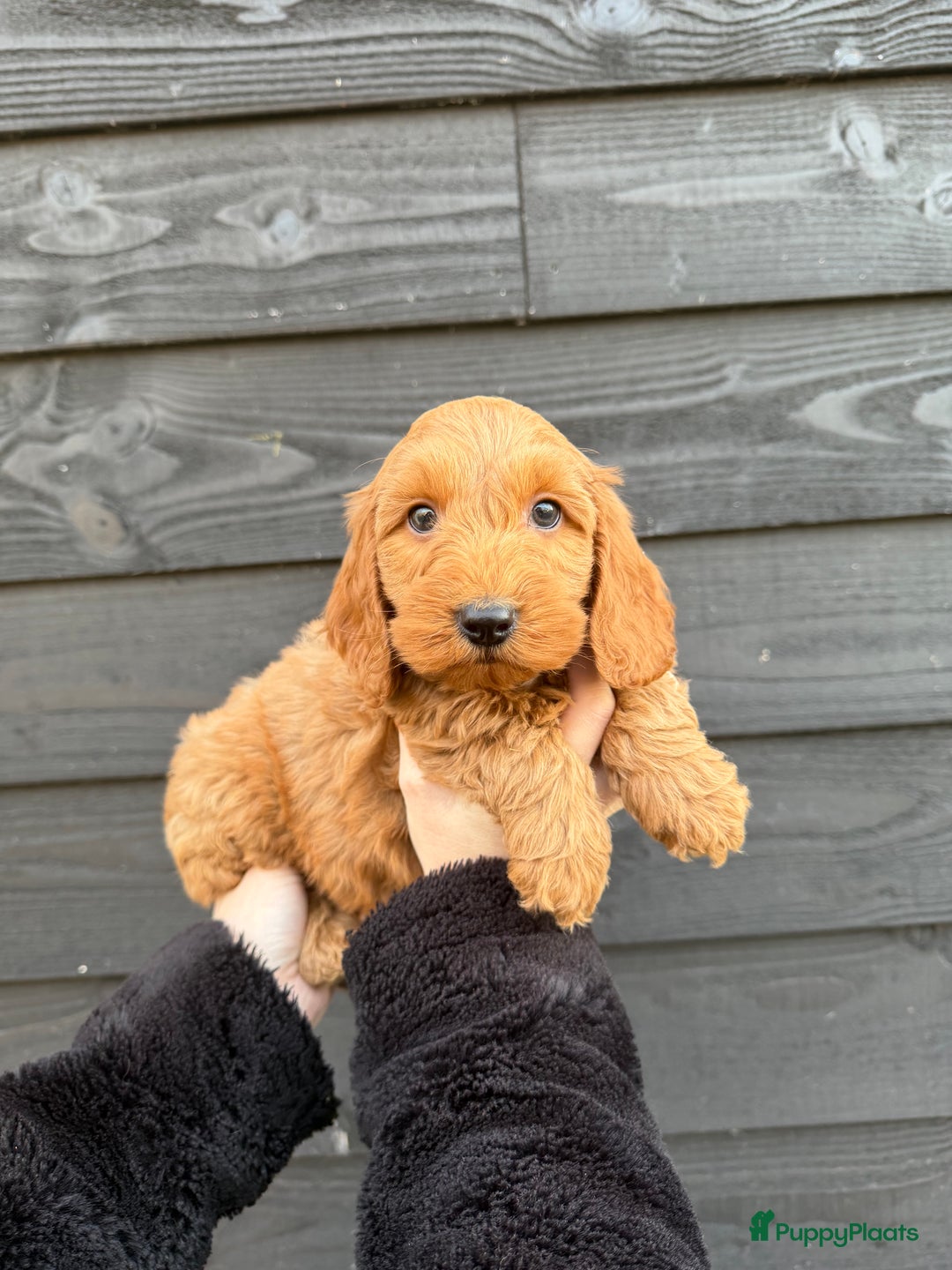 Cockapoo honden te koop: Prachtige Cockapoo pups beschikbaar! - Advertentie 2