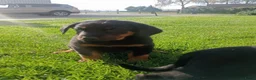 Beauceron honden te koop: Gezinshond Beauceron  in Strijbeek - Advertentie 11