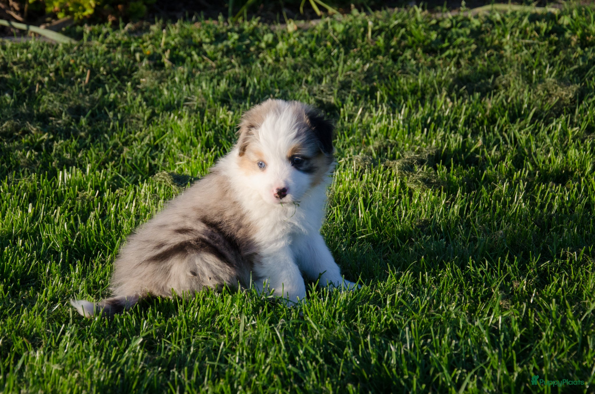Kruising honden Border Collie Aussie pups geboren op boerderij(BE) - Advertentie 3