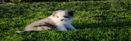 Kruising honden te koop: Border Collie Aussie pups geboren op boerderij(BE) - Advertentie 12