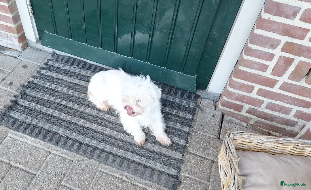 Maltezer honden te koop: Maltezer leeuwtje. 7 jaar - Advertentie 2