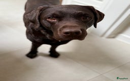 Labrador Retriever honden ter adoptie: Our Beloved Chocolate Lab Needs a New Home ❤️‍🩹🐶 - Afbeelding 2