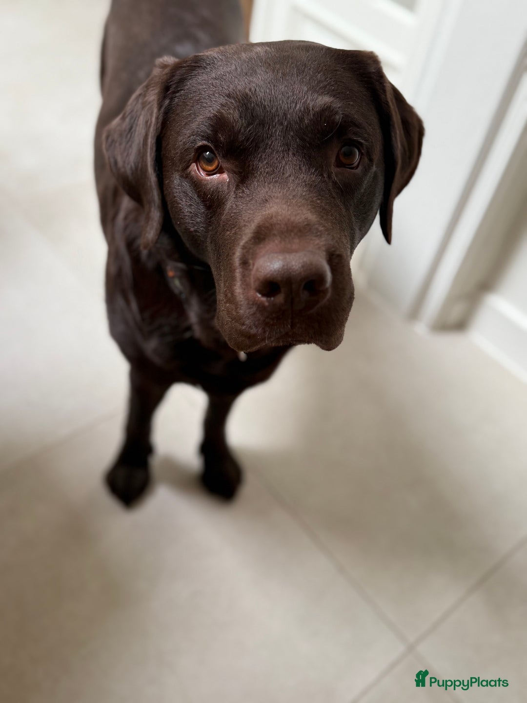 Labrador Retriever honden ter adoptie: Our Beloved Chocolate Lab Needs a New Home ❤️‍🩹🐶 - Afbeelding 2