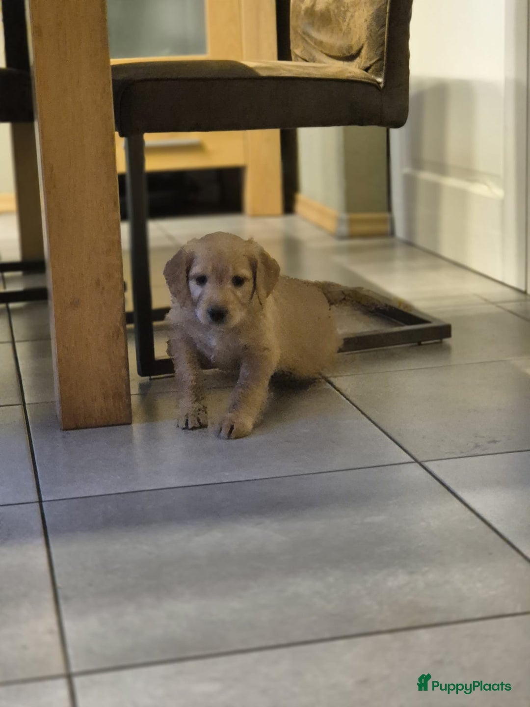 Goldendoodle honden te koop: Lieve Golden Doodle teefjes  - Advertentie 6