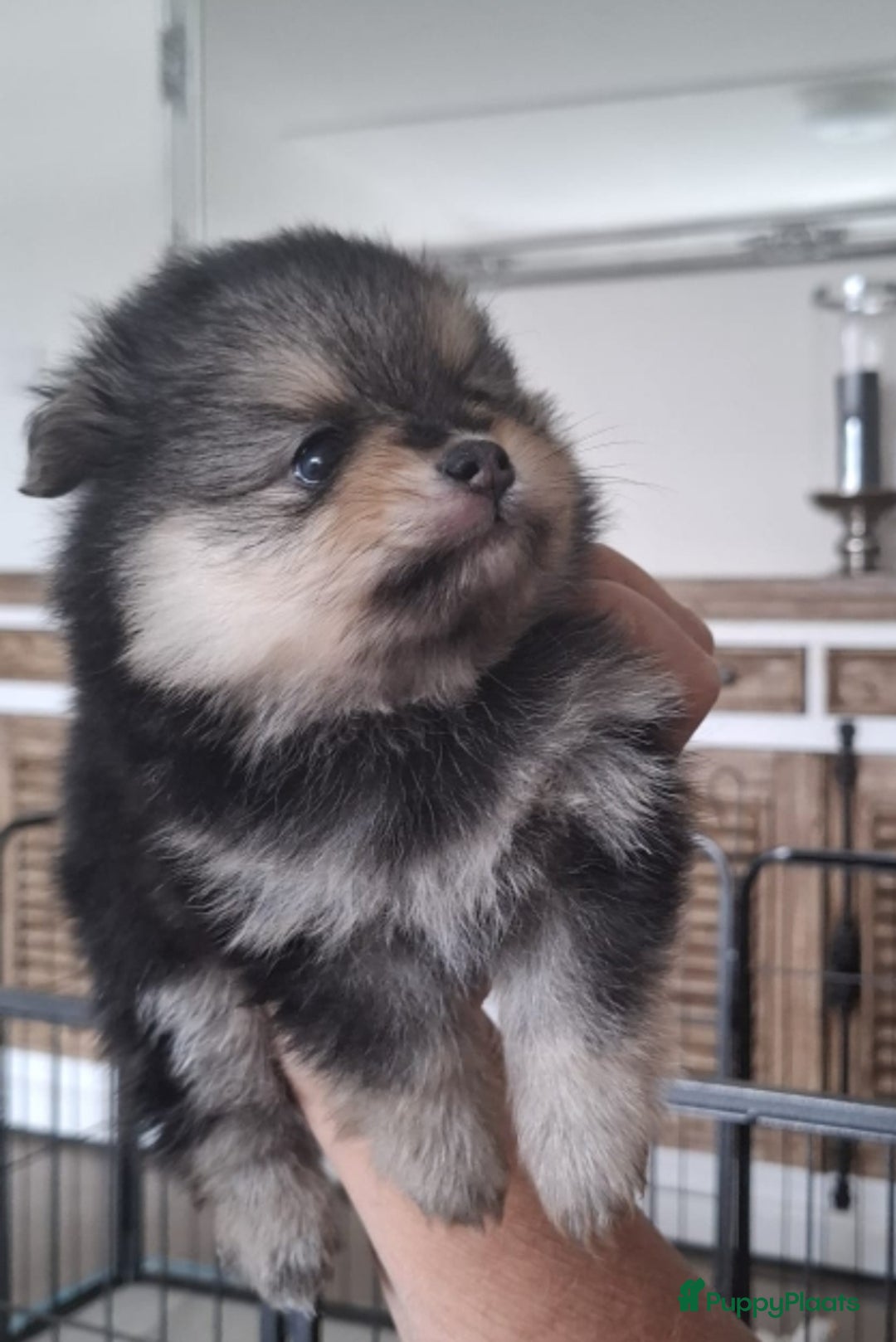Pomeriaan honden te koop: Nederlandse Dwergkees/Pomeranian pups  - Afbeelding 9