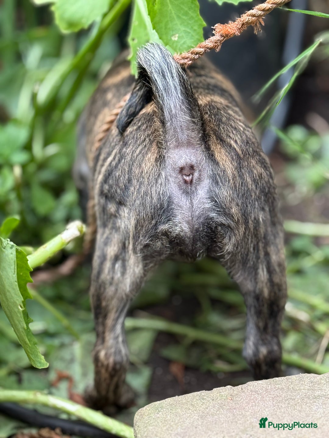 Kruising honden te koop: Kruising AHT American Hairless Terriër X Bulletje  in Hazerswoude-Rijndijk - Afbeelding 21