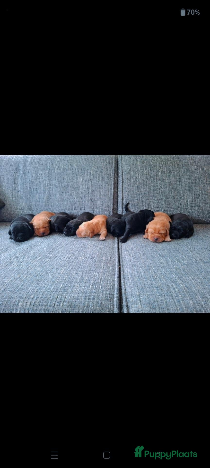 Labrador Retriever honden Prachtige labrador pups, nog 1 blonde reu beschikb - Advertentie 2