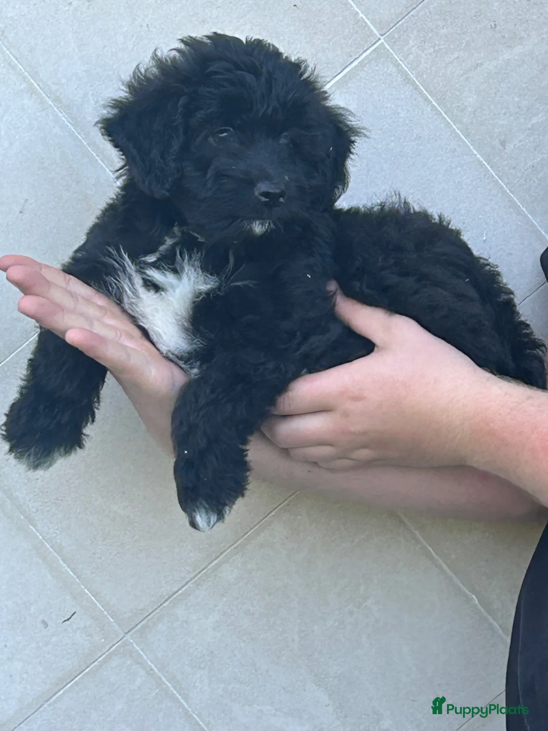Kruising honden te koop: Aussiedoodle pupjes - Advertentie 2