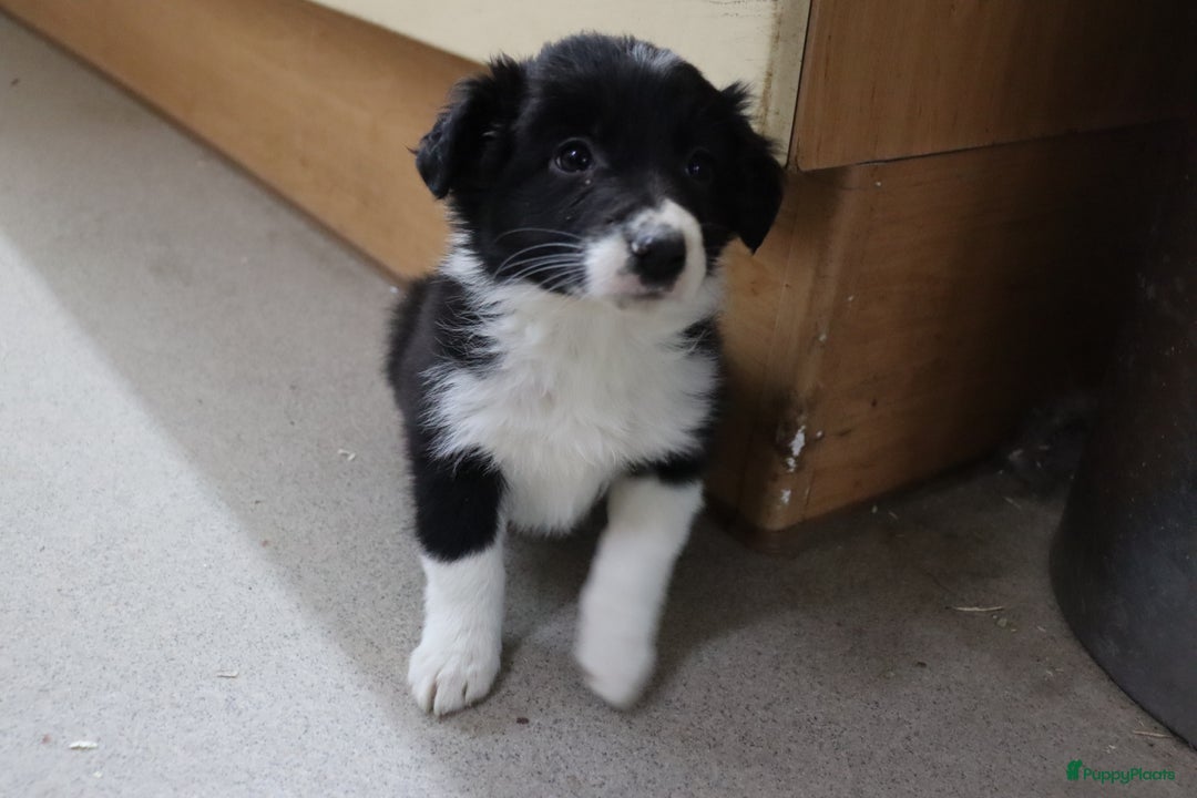 Border Collie honden te koop: Super Schattige border collie pups te koop - Advertentie 6