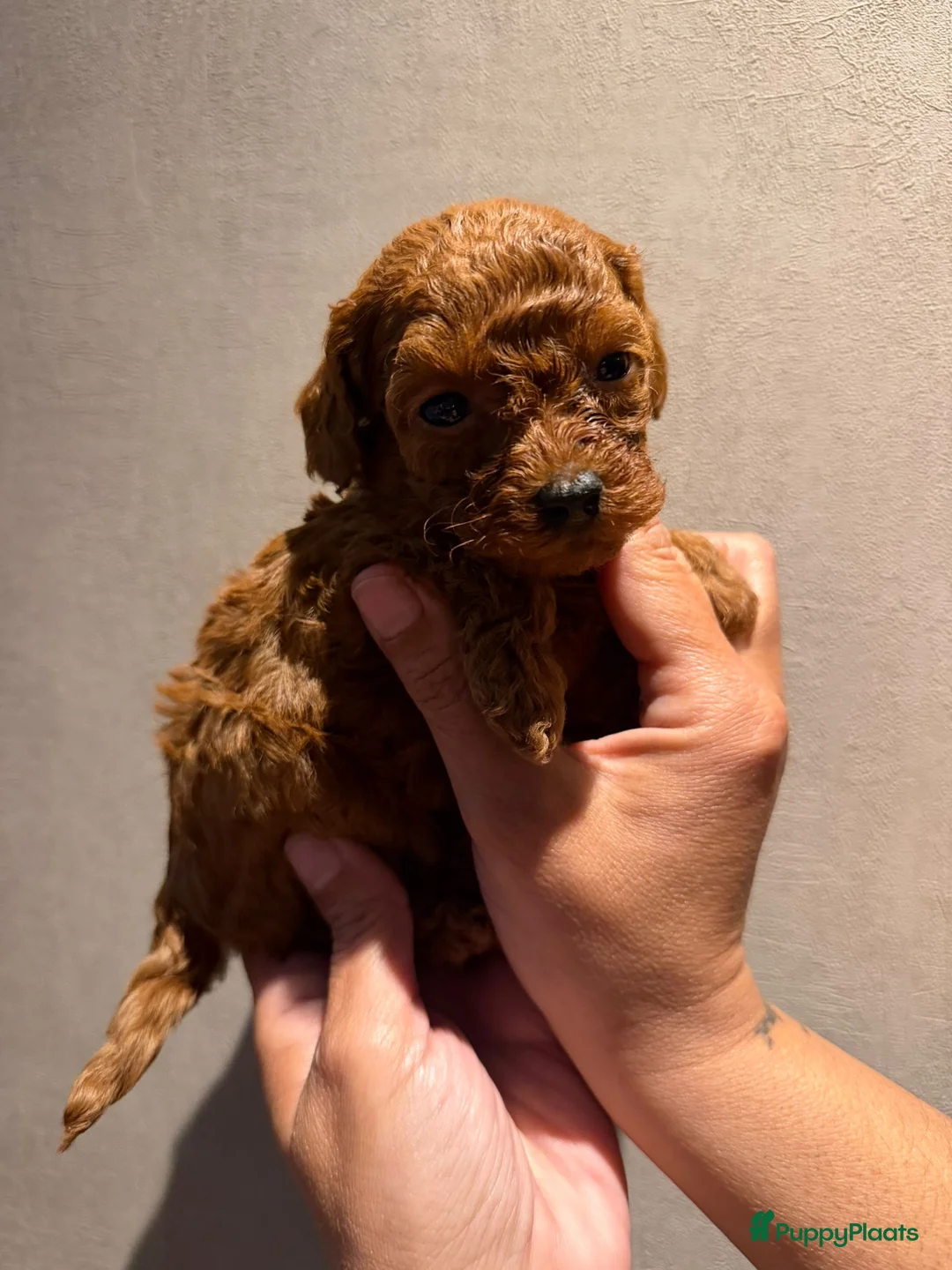 Poedel Toy honden te koop: Rood toy poedel reutje uit geteste ouders. in Sint Willebrord - Advertentie 2