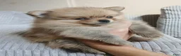 Pomchi honden te koop: Pomeriaan pups - Advertentie 3
