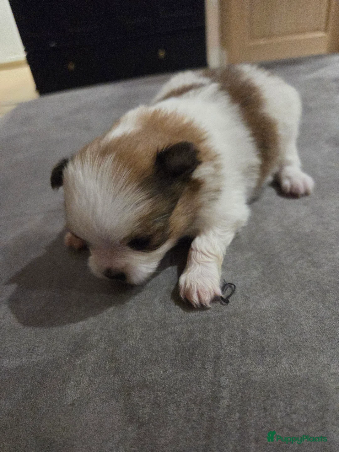 Pomchi honden te koop: Pups te koop - Advertentie 4