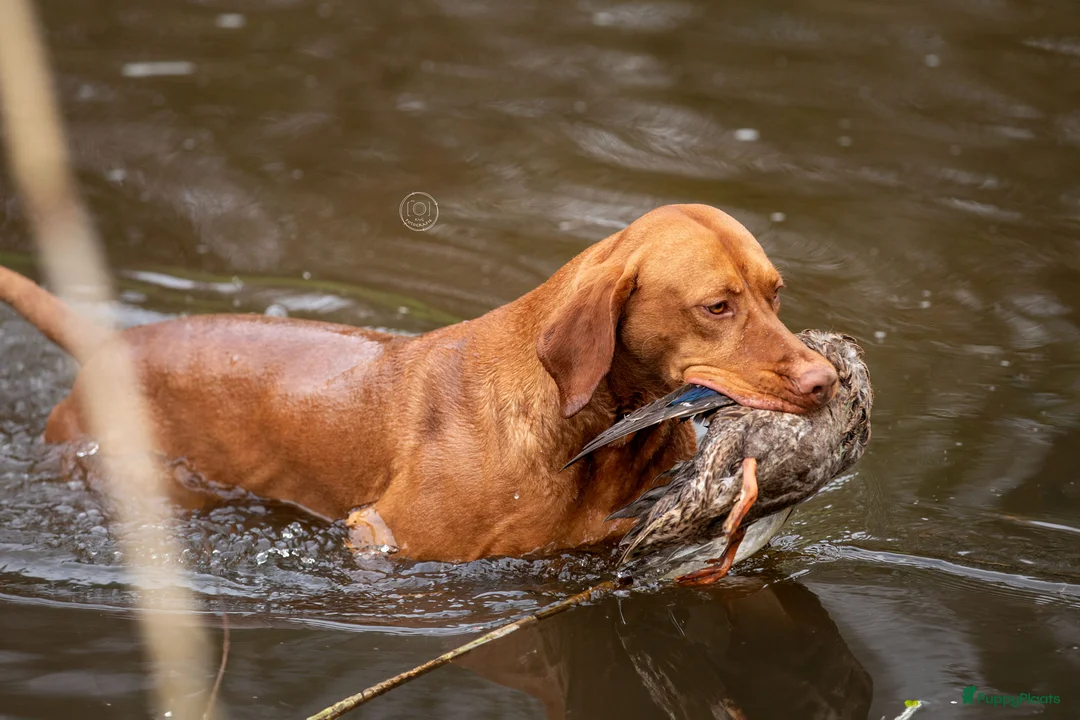 Vizsla korthaar honden te koop: Mooie vizsla pups met stamboom in Winterswijk Miste - Advertentie 4