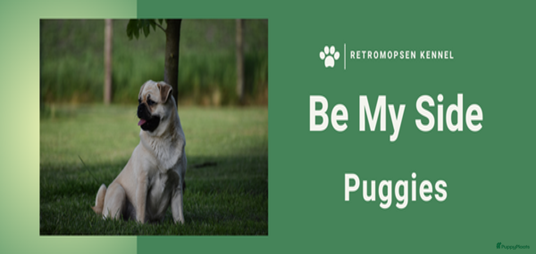 Galerij afbeelding {{count}}