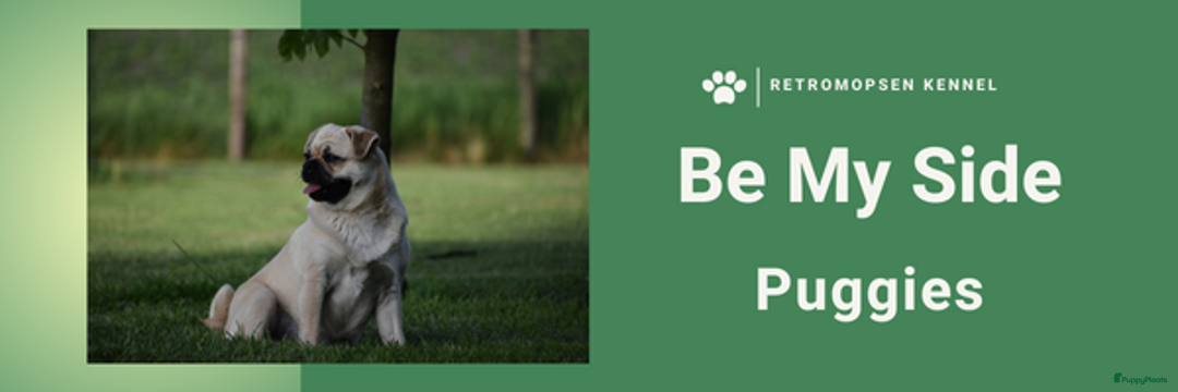 Galerij afbeelding {{count}}