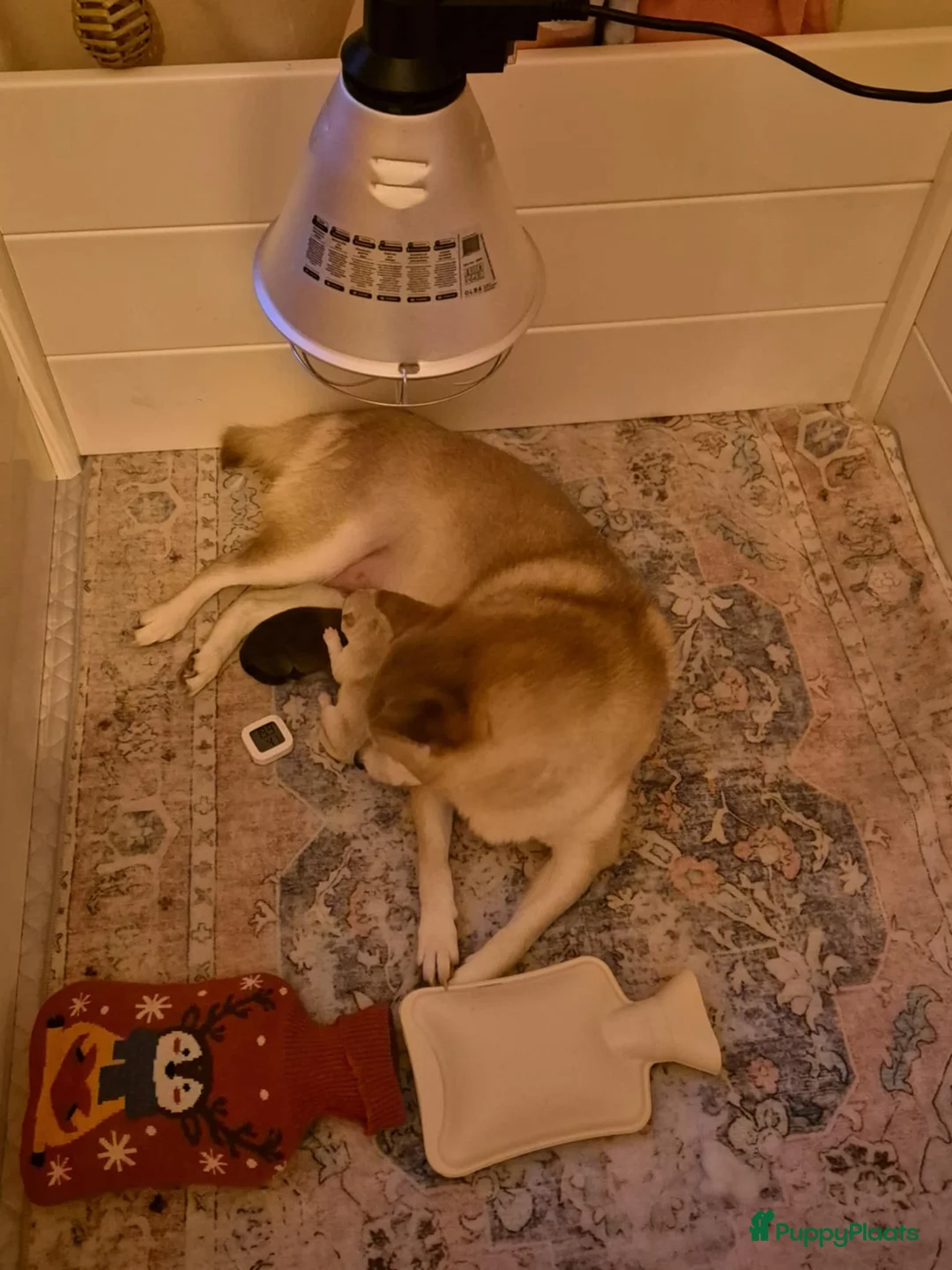 Shiba honden te koop: Shiba pups met stamboom - Advertentie 1