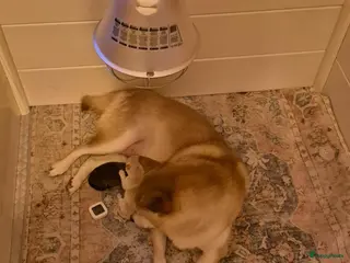 Shiba honden Shiba pups met stamboom - Advertentie 1