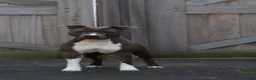 American Staffordshire Terriër honden te koop: Prachtige nestje amstaff pups - Advertentie 1