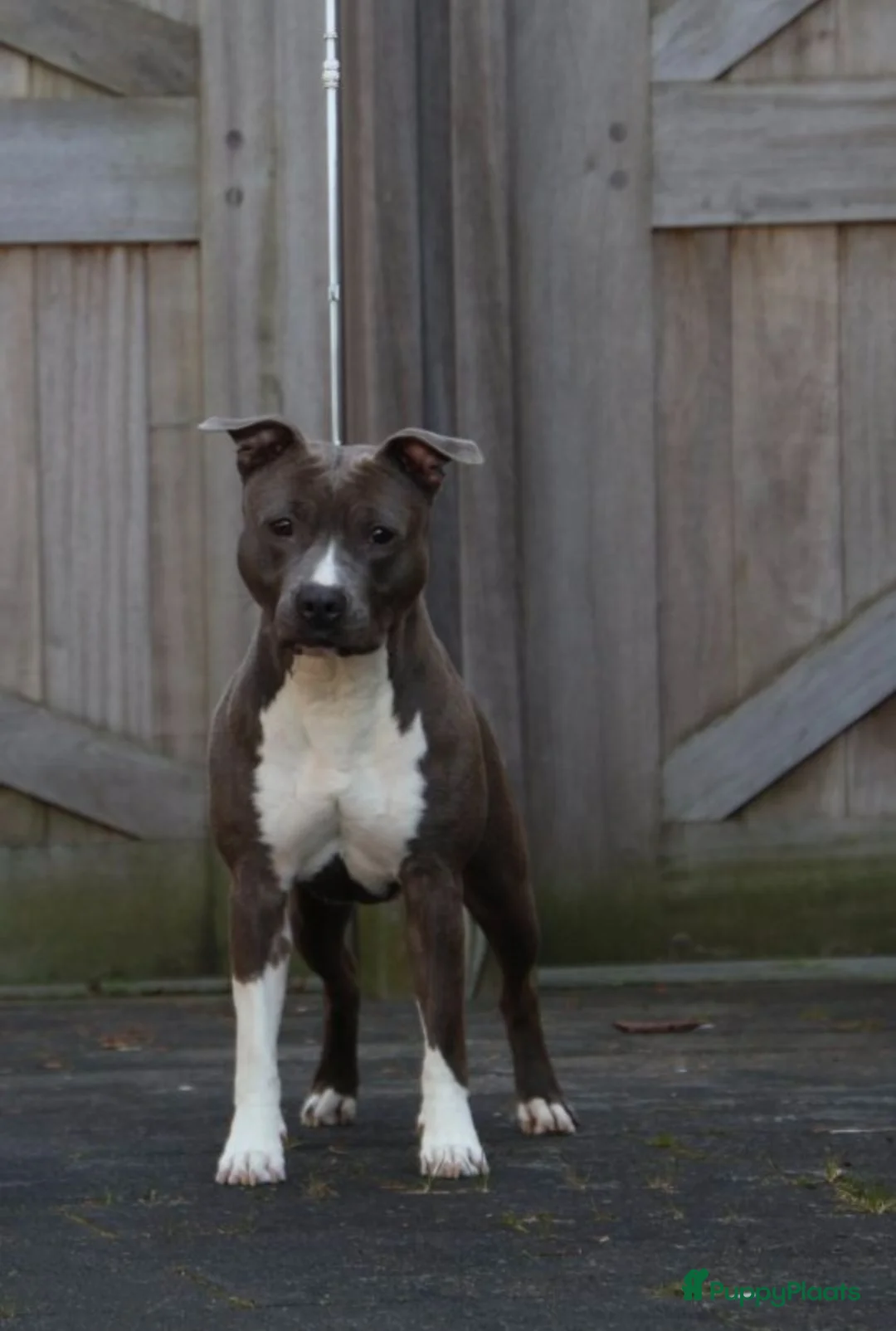 American Staffordshire Terriër honden te koop: Prachtige nestje amstaff pups - Advertentie 1