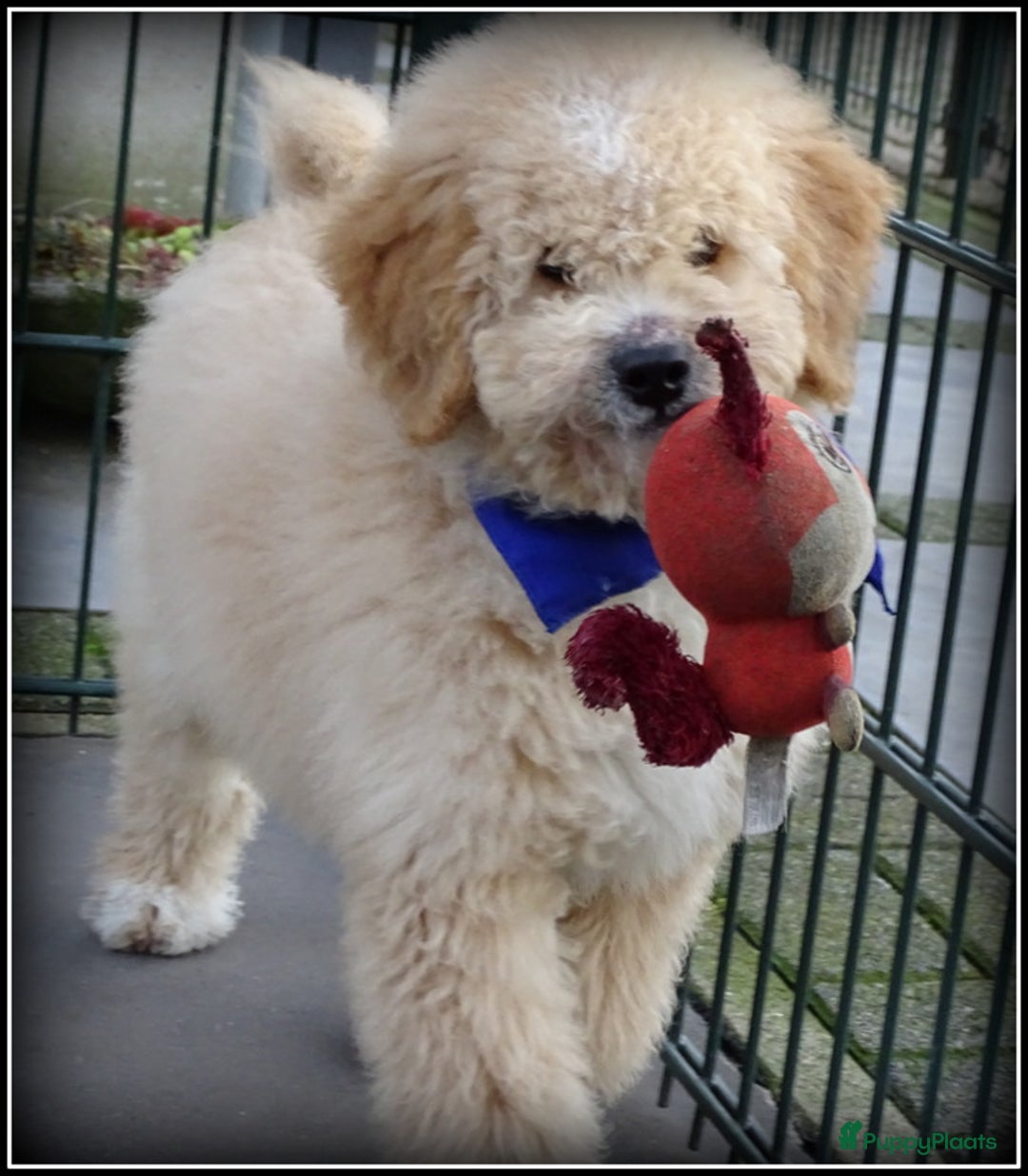 Labradoodle honden te koop: Labradoodle pup reutje Volledig geent. - Advertentie 6