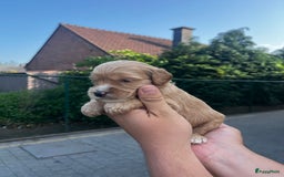 Labradoodle honden te koop: Prachtige medium labradoodle pups - Afbeelding 3