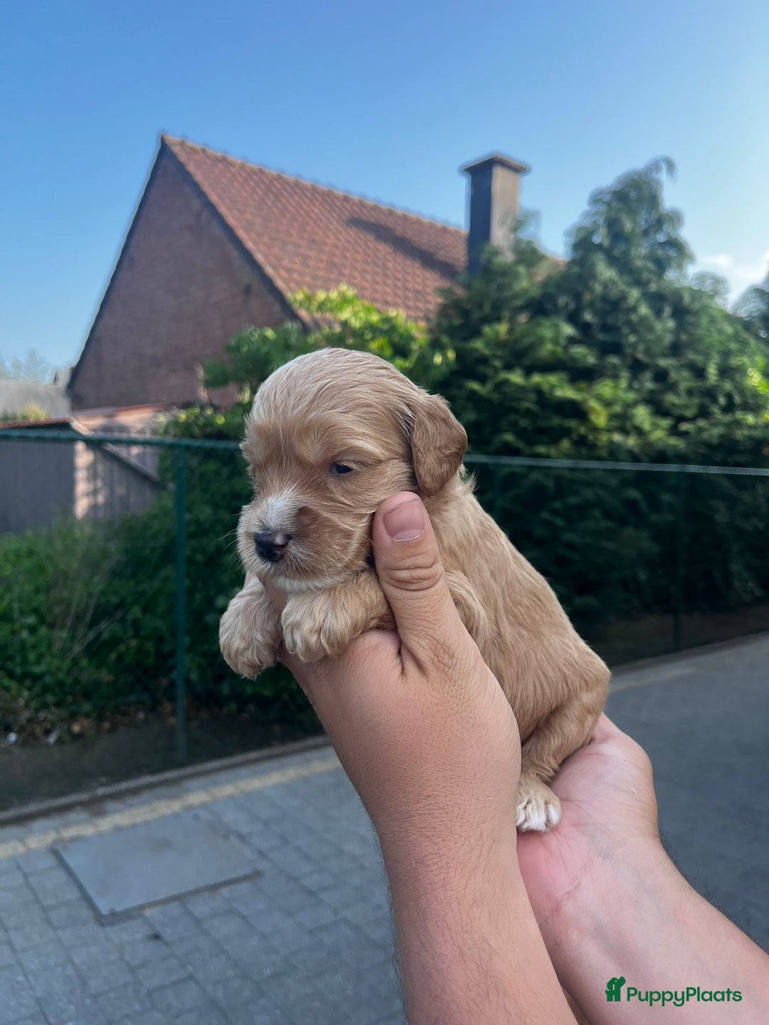 Labradoodle honden te koop: Prachtige medium labradoodle pups - Afbeelding 3