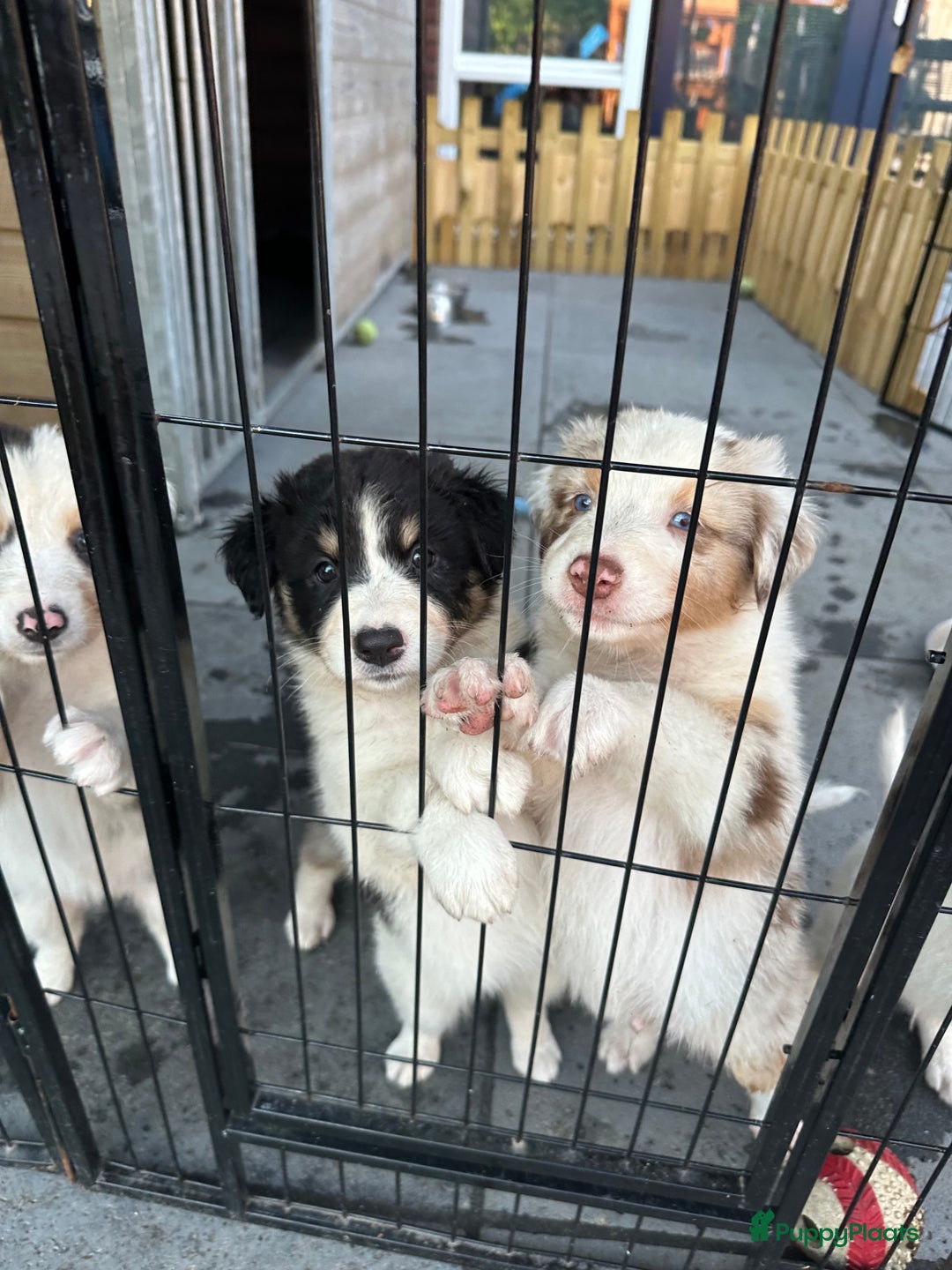 Australian Shepherd honden te koop: Mooie Australian shepherd pups in Bunschoten-Spakenburg - Afbeelding 24