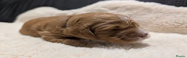 Australian Labradoodle 5
