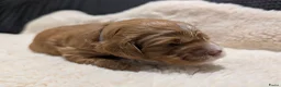 Australian Labradoodle honden te koop: Prachtige Australian labradoodle pups - Advertentie 3