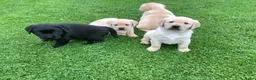 Labrador Retriever honden te koop: Zeer mooie labradorpuppies van stamboomoudersZz  - Advertentie 5