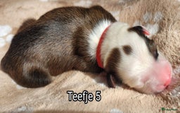 Australian Shepherd honden te koop: Australian Shepherd puppies geboren!  - Afbeelding 17