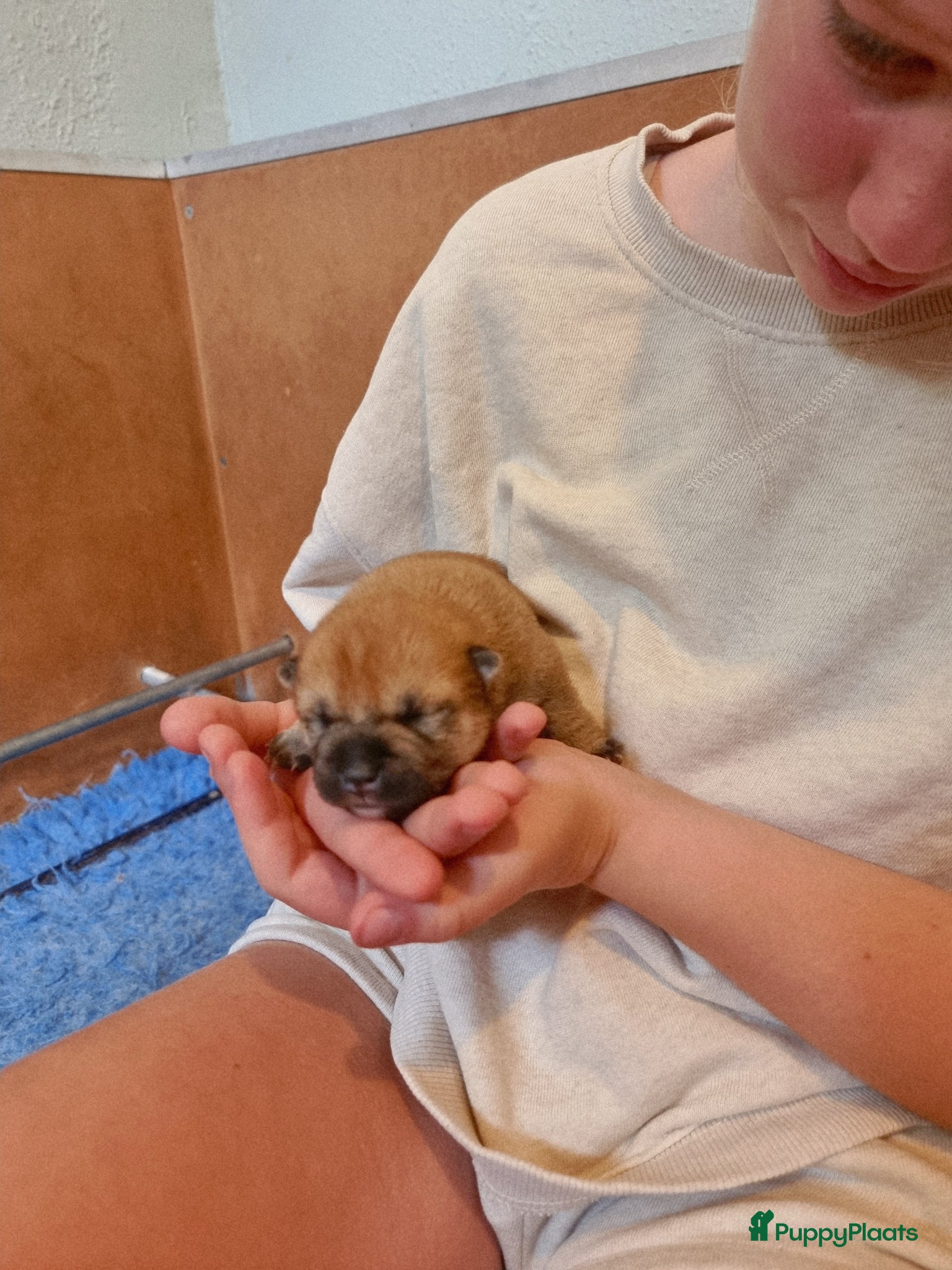 Shiba honden te koop: Shiba-inu pups met f.c.i stamboom  - Advertentie 3