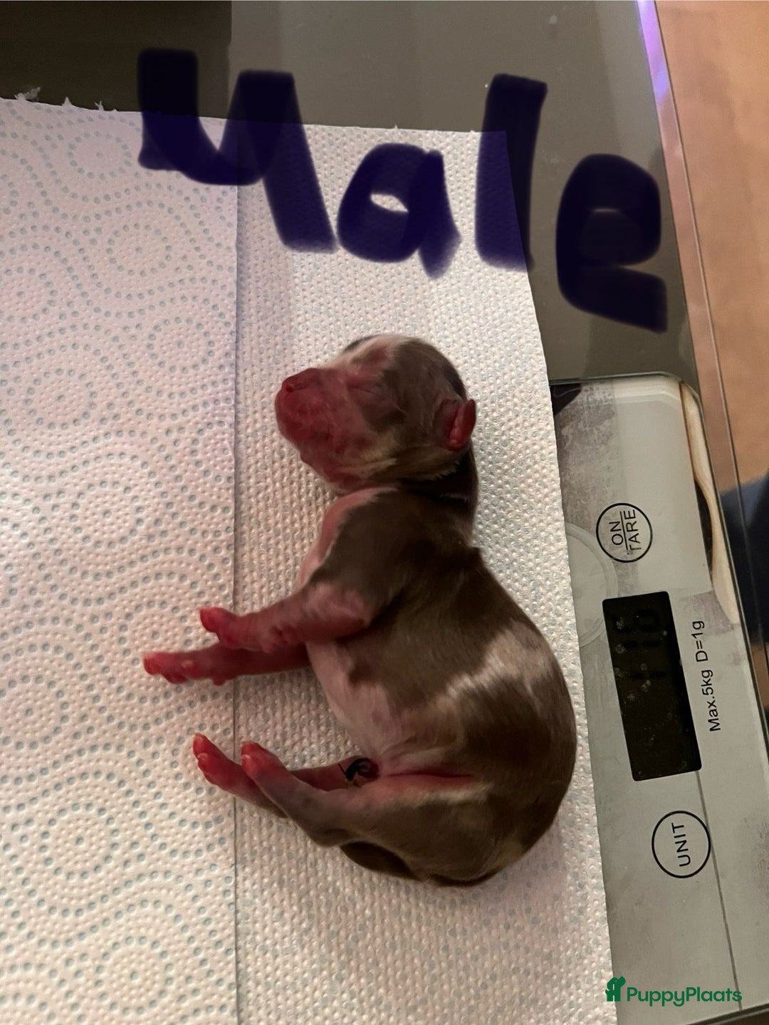 Chihuahua honden te koop: 6 lieve Chihuahua puppy’s - Advertentie 8