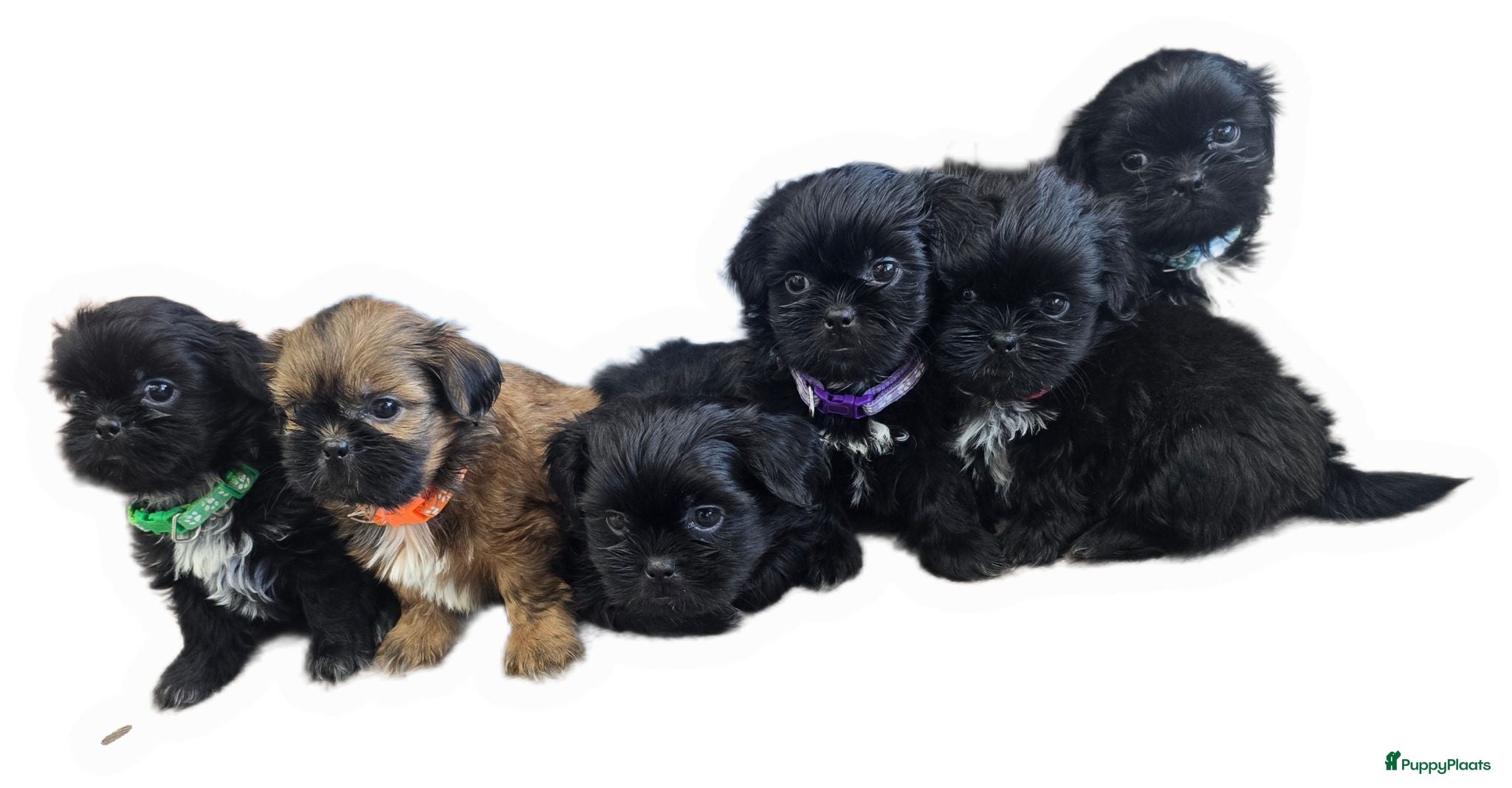 Kruising honden Zwarte Boomer Pup Meisjes🖤 Shih-Tzu/Boomer - Advertentie 3