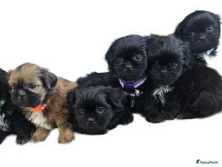 Kruising honden Zwarte Boomer Pup Meisjes🖤 Shih-Tzu/Boomer - Advertentie 3