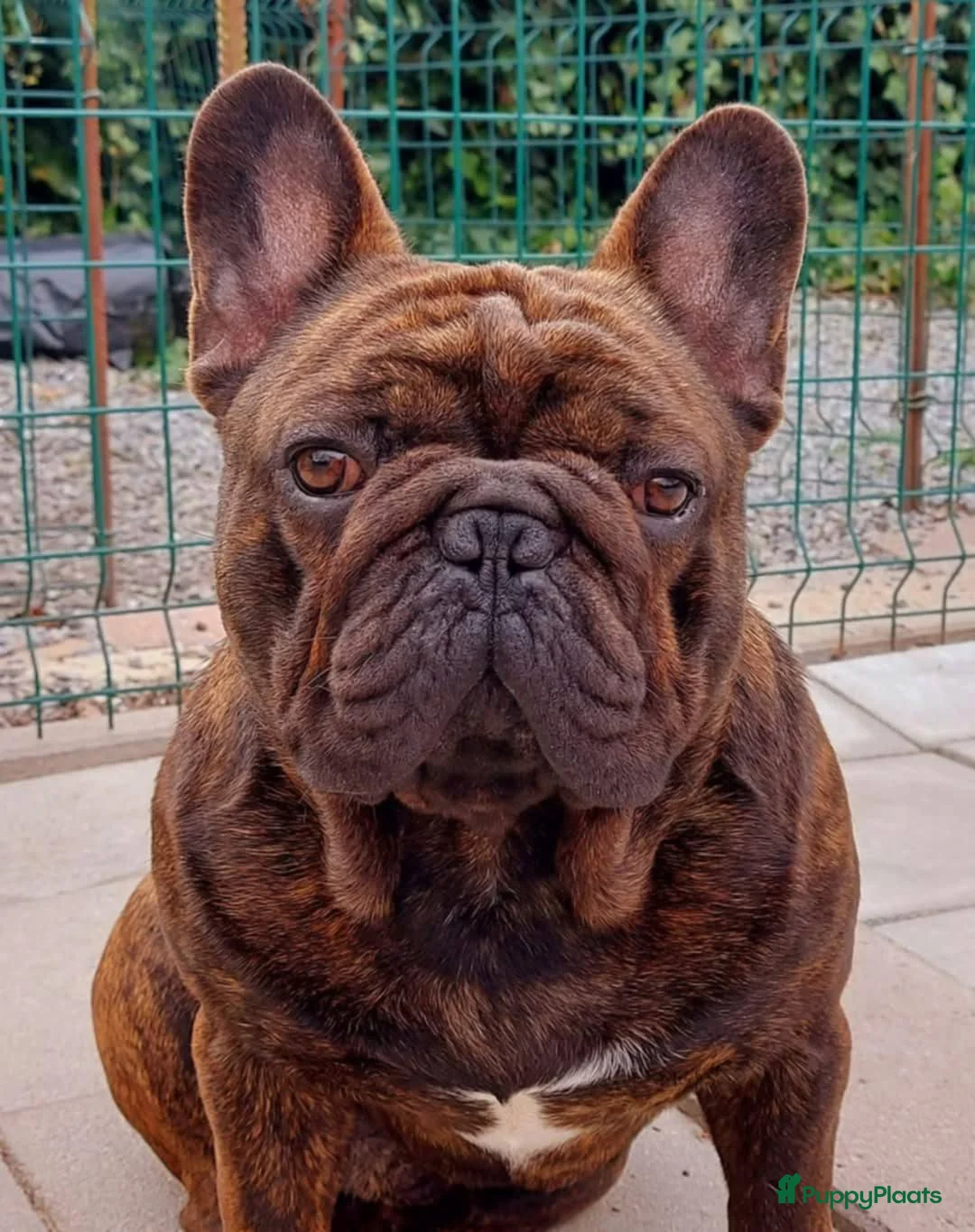 Franse Bulldog honden te koop: Prachtige Franse Bulldog pup met stamboom - Advertentie 9