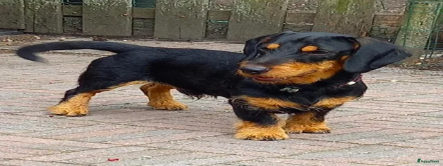 Jouk